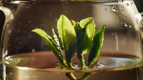 Tea leaves grow in hot water
