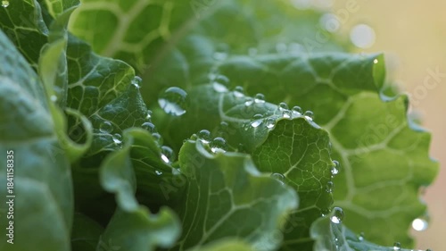 Fresh green lettuce leaves glistening with water droplets in a sunny garden setting