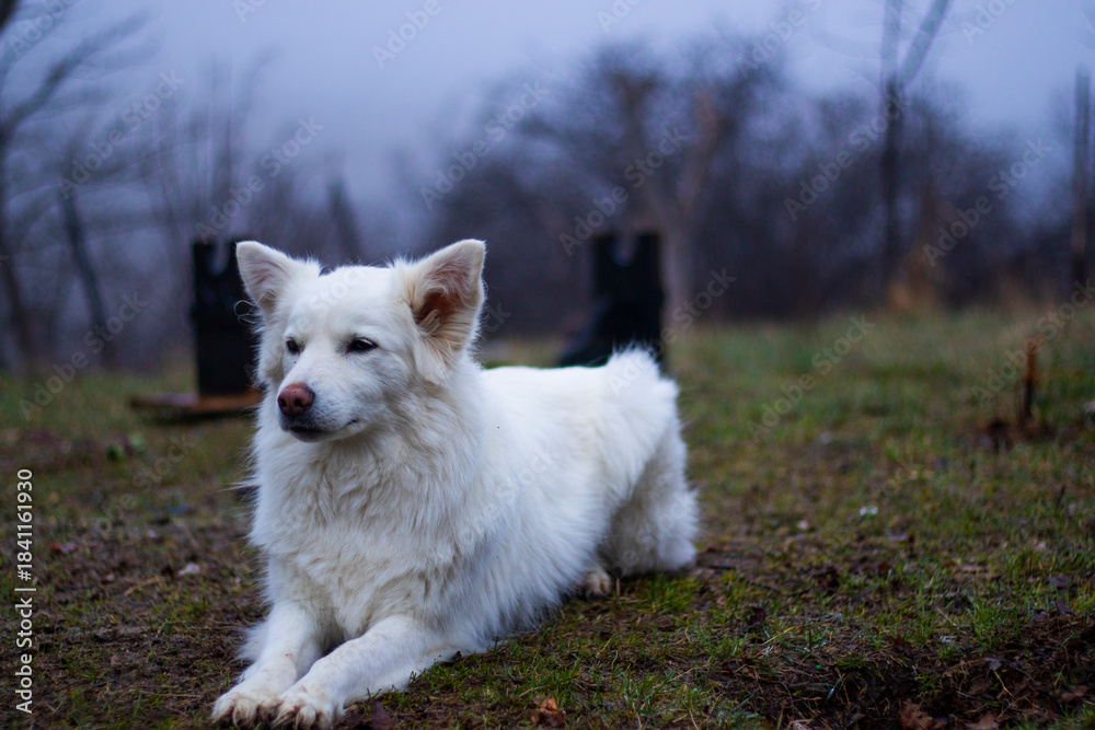 Obraz premium white dog portrait