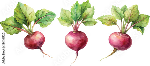 Set of 3 Beetroot with Leaves Vegetables Botanical Hand Painted Watercolor Vector Illustration