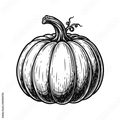 Pumpkin in clean vector style with smooth curves and defined segments. pumpkin vegetable, orange pumpkin, autumn harvest, farm produce, healthy food