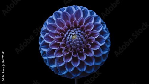 Blue Dahlia Flower Illustration | Detailed Botanical Bloom With Textured Petals.