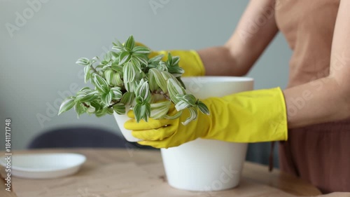 Transplanting spider lily house plant in a bigger flower pot. 4K