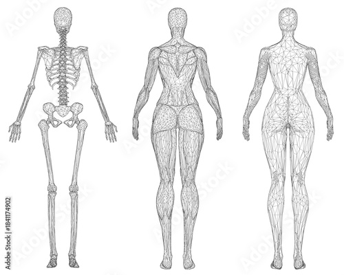 A female skeleton outline reveals underlying muscles and anatomical wireframe structures for medical or educational use. Back view