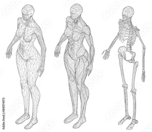 A female body wireframe and skeleton on white background, composed of intricate lines and shapes. The detailed skeleton on the right clearly shows bones and joints. Isometric view