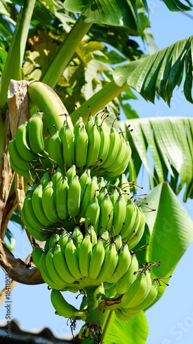 나무에 달린 수많은 바나나