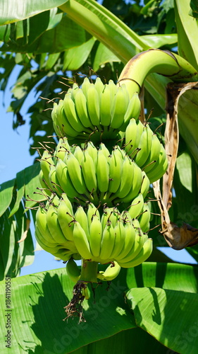 나무에 달린 수많은 바나나