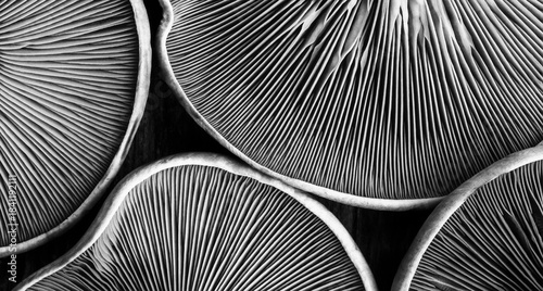 horizontal background texture of mushrooms purple lepista close-up top view black and white photo