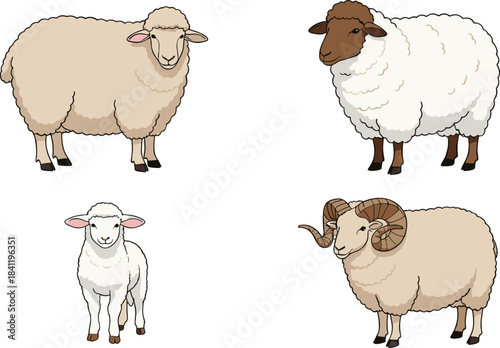 Vector illustration set featuring different sheep breeds including lambs and rams, shown in various poses, perfect for farm designs, education, and agricultural artwork