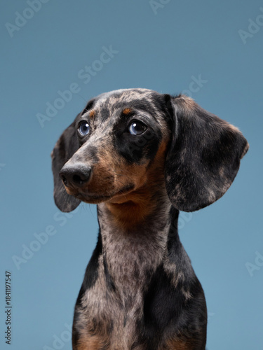 Foto A smooth-coated dachshund turns its head slightly upward as it sits still