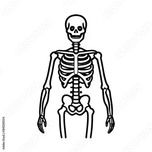 Human skeleton illustration, showing the anatomy of the skull, spine, and rib cage on a black background for medical and biology use