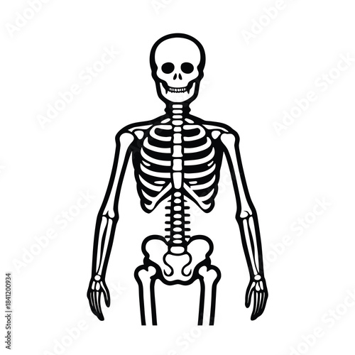 3D rendered illustration of a human skeleton, showing the anatomy of the skull, spine, and other bones for medical and biology use