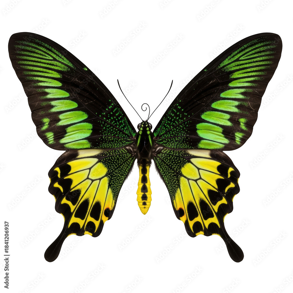 Obraz premium Black butterfly with green and yellow wings on black background