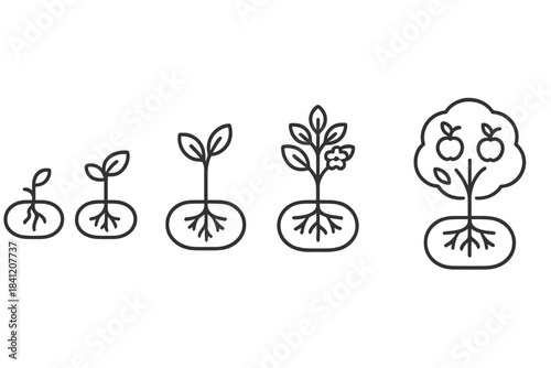 Growing plants in stages from small seeds to fruit-bearing trees in a series of simple line drawings