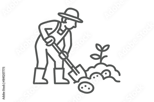 Farmer digs in the soil to harvest potatoes while a small plant grows nearby in the garden on a sunny day