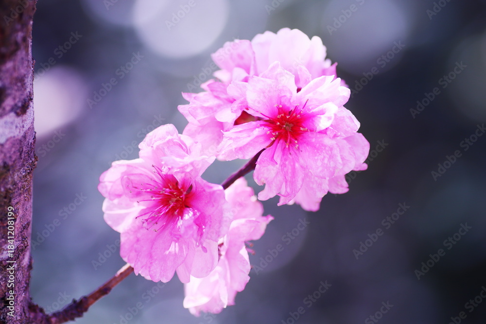 Obraz premium 春の訪れを告げる美しい桃の花