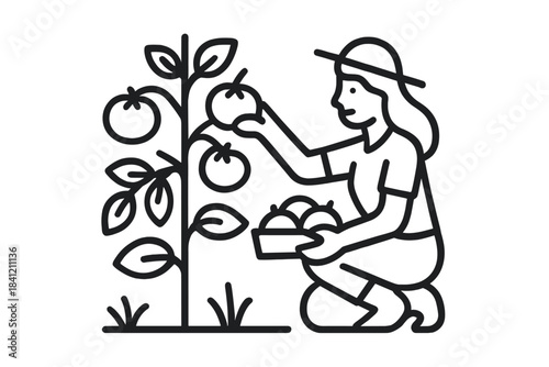 Person picking apples from a tree while placing them in a basket on a sunny day outdoors