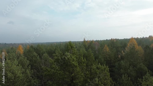 Colorful fall foliage in a sunny wild forest