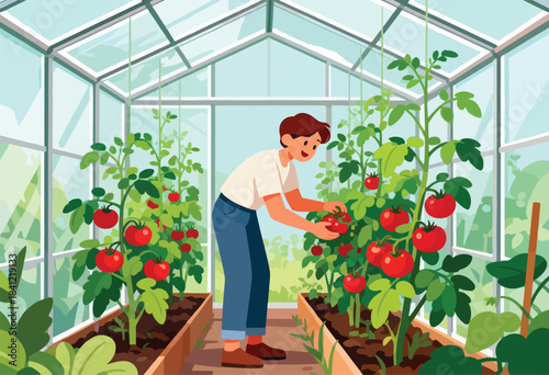 A person picks ripe red tomatoes in a sunny greenhouse, surrounded by lush green plants