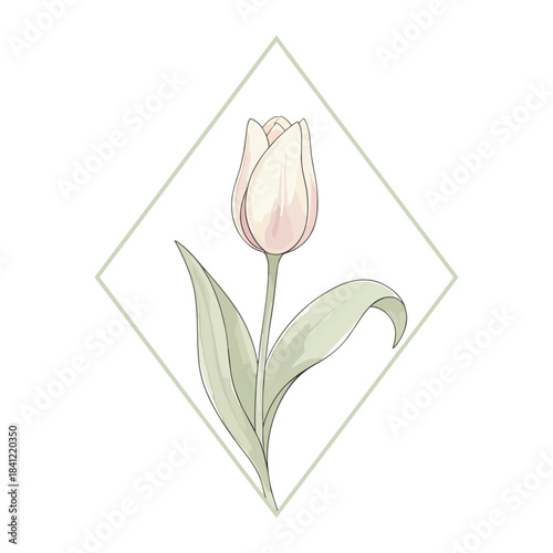 Delicate pink tulip in a diamond frame