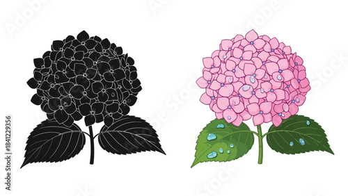 Illustration of hydrangeas in color and monochrome showcasing floral detail