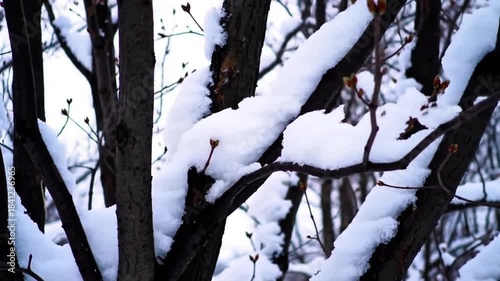 Timelapse of Snow Melting on Tree Branches with Buds in Winter Forest, Natural Colors, Seasonal Change Concept