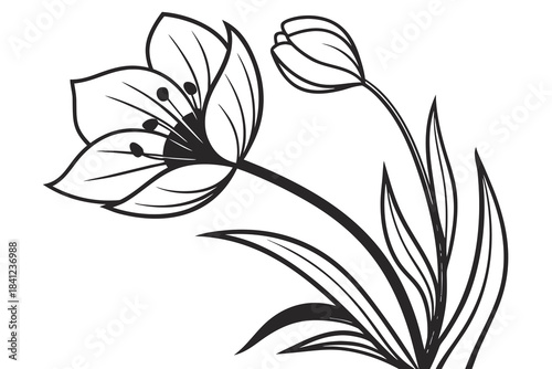 black and white lily flower illustration with leaves and branches
