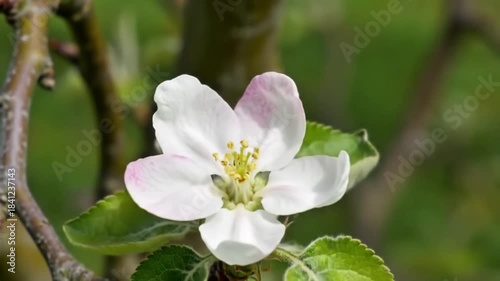Timelapse of a Beautiful White Apple Blossom Bud Peacefully Opening and Blooming on a Tree Branch with a Green Background