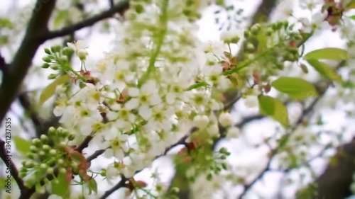 Wallpaper Mural Beautiful White Bird Cherry Blossoms Blooming on a Tree Branch in Spring, Timelapse Against Blurred Sky Torontodigital.ca