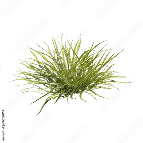 Foto Chlorophytum (spider plant) isolated transparent background realistic sketch PNG
