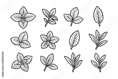 Hand-drawn outline set of fresh culinary herb leaves and sprigs on white background