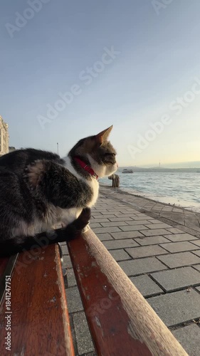 A cat sits on the Karaköy embankment in Istanbul on a sunny December morning.