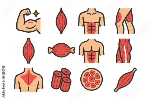 Muscle anatomy illustrations: arm, leg, torso, fiber, and cell details.