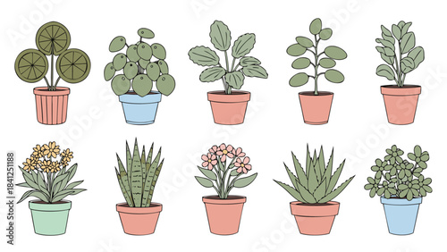 A collection of ten diverse potted house plants in various pots, illustrated in a simple, colorful line art style.