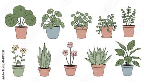 A collection of ten different potted houseplants in various styles and colors, illustrated on a white background.