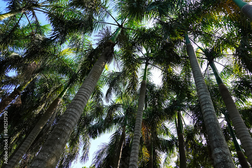 Looking up below palm trees.