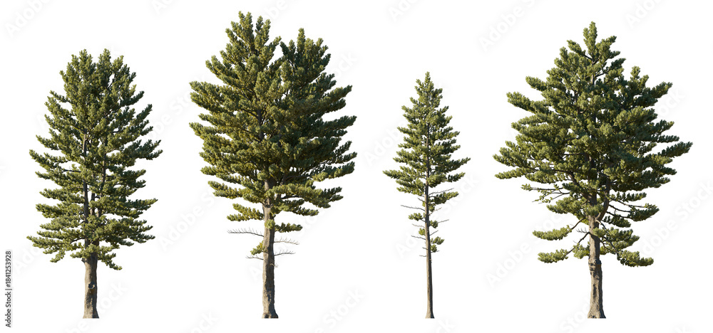 Fototapeta premium Pinus Strobus (Eastern White Pine) isolated PNG on a transparent background premium nature cutout