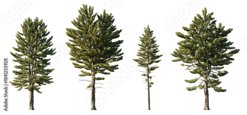 Pinus Strobus (Eastern White Pine) isolated PNG on a transparent background premium nature cutout