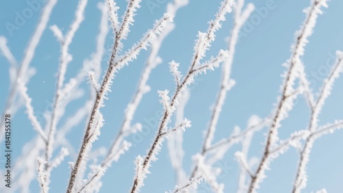 Frost-covered bare branches against a clear blue sky, with crisp textures showing the pure and peaceful atmosphere of winter nature.