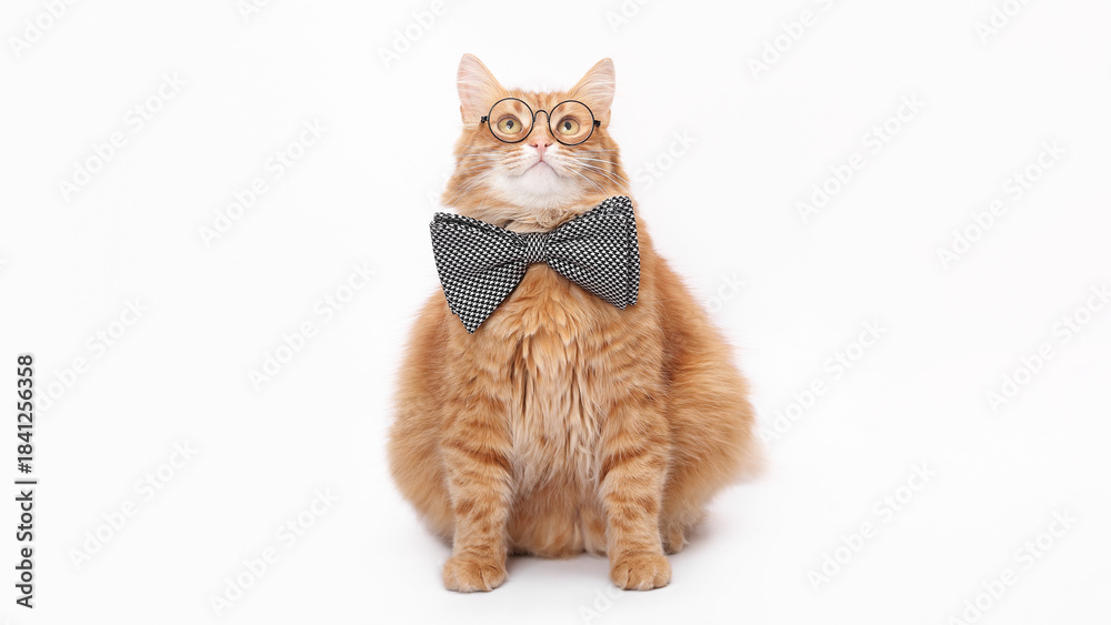 Fototapeta premium Fluffy ginger cat wearing round glasses and black and white bow tie on a pure white background. Studio portrait for advertising, branding, educational and humorous projects.