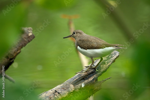 A Common sandpiper perches on a branch