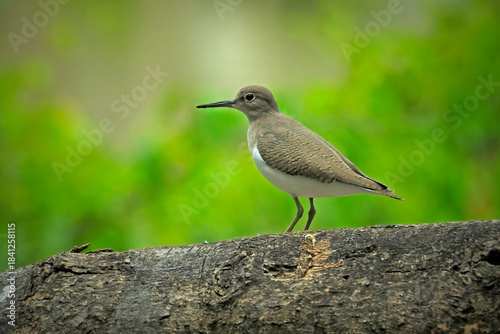 A Common sandpiper perches on a branch