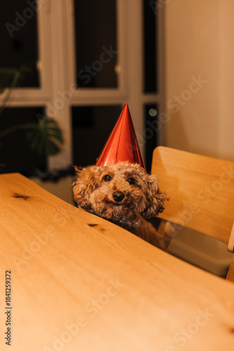 Celebrating a pet's birthday. A poodle in a red cone at the table is waiting for a festive cake.. Front view