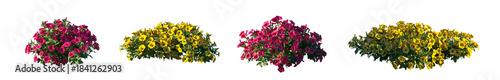 Photos Petunia Hybrida red and yellow flower plant isolated PNG on a transparent backgr