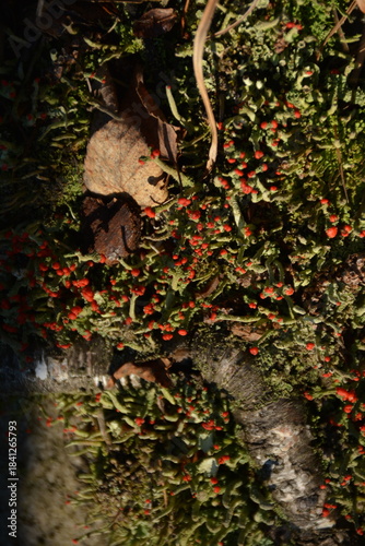 Red moss spreads across rocks in the mountains