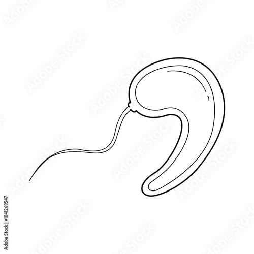 Microscopic single cell organism biology diagram protozoan sperm cell with flagellum Scientific illustration medical