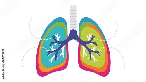 Layered colorful illustration of human lungs and bronchial tree