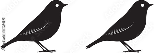 Black and white vector illustration of a wild raven or crow bird silhouette on a branch