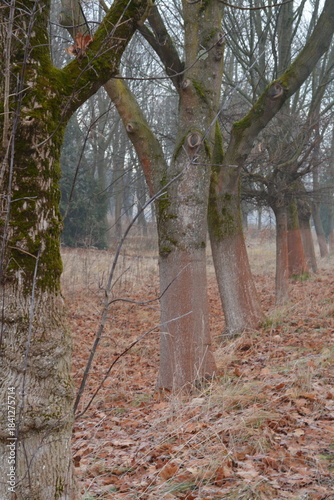 Trees without leaves and snow. Dry leaves on the ground