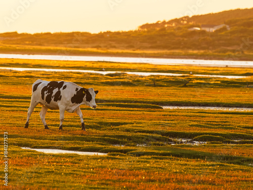 Wallpaper Mural View of cow walking on grass in meadow at sunset Torontodigital.ca